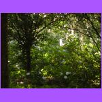 Shore Tour - Rosedown Garden.jpg